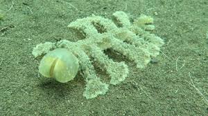 Image result for Melinis subglabra