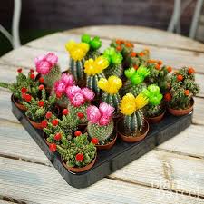 A cactus (plural cacti, cactuses, or less commonly, cactus) is a member of the plant family cactaceae, a family comprising about 127 genera with some 1750 known species of the order. Mini Cactus Colourful Disco Mix W Artificial Tops House Etsy Mini Cactus Plants Cactus Flower
