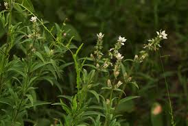 Image result for Syncolostemon bracteosus