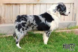 Australian shepherds have a high energy level and playfulness. Blue Merle Male Australian Shepherd Akc Asca Aussie Show And Working Champion Australian Shepherd Australian Shepherd Breeders Australian Shepherd Blue Merle
