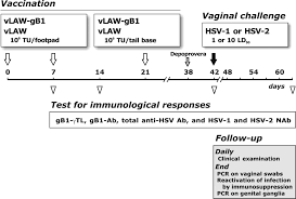 Now my doctor who is a general internal medicine doctor told me i have hsv 1 and hsv 2 positive. A Lentiviral Vector Based Herpes Simplex Virus 1 Hsv 1 Glycoprotein B Vaccine Affords Cross Protection Against Hsv 1 And Hsv 2 Genital Infections Journal Of Virology