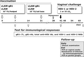 Below, we'll explain how these two types of the. A Lentiviral Vector Based Herpes Simplex Virus 1 Hsv 1 Glycoprotein B Vaccine Affords Cross Protection Against Hsv 1 And Hsv 2 Genital Infections Journal Of Virology