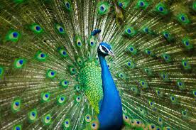 The term peacock is commonly used to refer to birds of both sexes. Peacock Symbolism And Peacock Meaning On Whats Your Sign