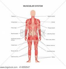 But it will also build muscle in your upper back and forearms. Gluteus Maximus Images Illustrations Vectors Free Bigstock