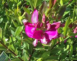 Image result for Polygala filicaulis