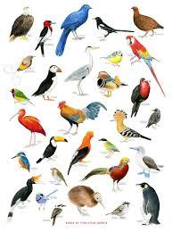 Magma Bird Chart Print By Christine Berries Bird Drawings