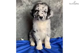 Brown, black, and some have some white. Australian Shepherd Puppy For Sale Near Akron Canton Ohio 9e94e8d9 2f41