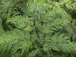 Image result for Davalliaceae