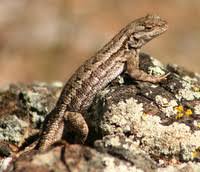 Reptiles Of San Francisco Bay Area Sfbaywildlife Info