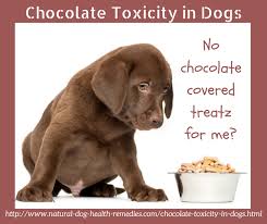 Chcolate Toxicity In Dogs Puppy Feeding Schedule Feeding Puppy Dog Health