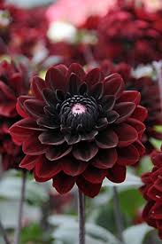 Dahlia Karma Chocolate The Flowerbulb Beautiful Flowers Love Flowers Gothic Garden