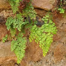 Image result for Adiantum capillus-veneris