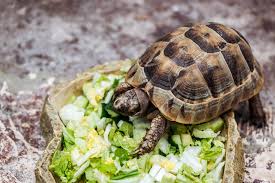 How to set up a turtle terrarium or aquarium. How To Set Up A Tortoise Enclosure The Complete Guide Reptile Advisor
