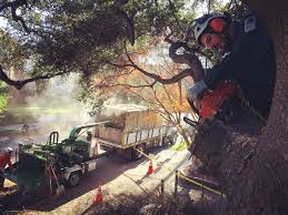 Tree removal price by species fallen tree removal price separate price for cut down and removal free tree removal for firewood cheap tree cutting evergreen trees normally cost about the same price to remove as a deciduous tree to remove. Reducing The Costs Of Tree Removal Hunker