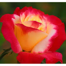 Ruže – Green Corner