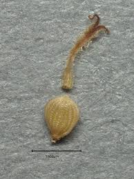 Image result for Vahlia dichotoma