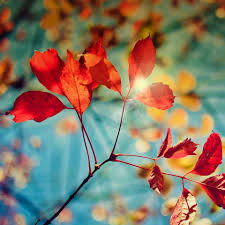 All pictures are carefully sorted and checked. Full Hd Wallpapers Download Wallpaper Cave