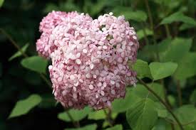 Image result for Hydrangea arborescens Pink Anabelle