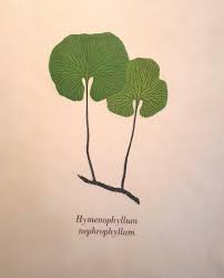 Image result for Hymenophyllum capillare