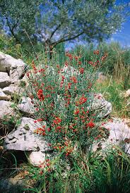 Image result for Osyris