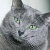 11 reasons why russian blue cats are the best. 1