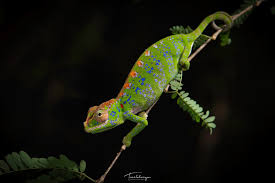 Image result for Angylocalyx vermeulenii