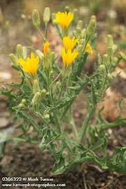 Image result for Crepis
