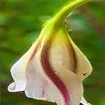 Image result for Crinum ornatum (Aiton) Herb.