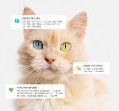 Genetic testing kits help you dig into your ancestry and family heritage. Cat Dna Test By Basepaws Your Cats Breed Health Traits