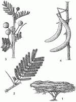 Image result for Acacia gerrardii