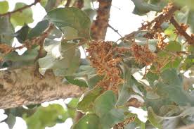 Image result for Phragmanthera