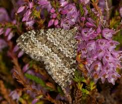 Image result for Entephria caesiata