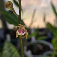 Image result for Oeceoclades maculata × quadriloba