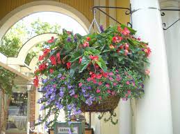 Begonia Calibrachoa Lantana Spring Basket Ideas Plant Patterns Hanging Basket Succulents In Containers Container Gardening Flowers Petunia Plant