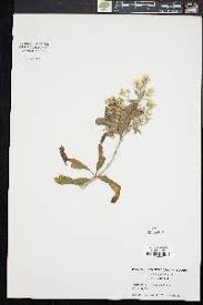 Image result for Convolvulus aschersonii