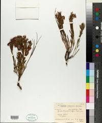 Image result for Gnidia burchellii