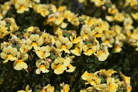 Image result for Nemesia