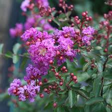 Individual blossoms reach 3 inches across. Buy Lagerstroemia Indica Crape Myrtle Plant Online At Plantsguru Com