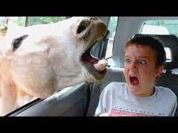 Hope you all will enjoy it. Funniest And Most Hilarious Moments On Earth That Can Make Anyone Laugh Funny Compilation Youtube