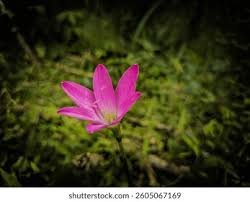 Image result for Zephyranthes minuta