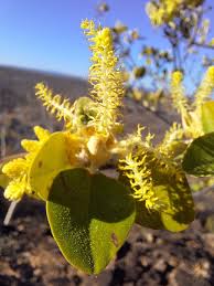 Image result for Androstachys