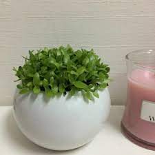 Check spelling or type a new query. Dragon Fruits Seeds Plant Home Furniture Gardening On Carousell