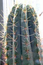 The tallest has now reached the height of about 1 inch. Argentine Saguaro Sierra Vista Growers