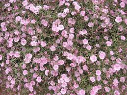 Image result for Convolvulus ocellatus