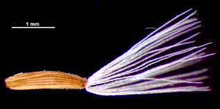 Image result for Youngia