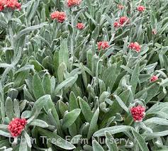 Image result for Helichrysum kirkii