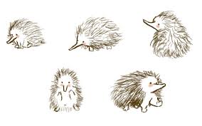 Echidnadoodles Jpg 865 540 Pixels Cute Australian Animals Echidna Australian Animals