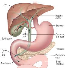 Gallbladder And Bile Duct Cancer Harvard Health