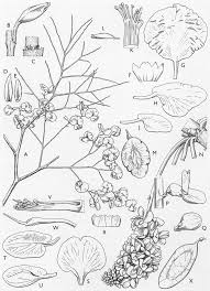 Image result for Pterocarpus rotundifolius