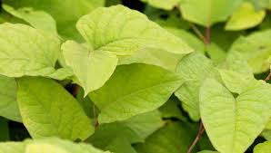 Þeir skjóta upp kollinum alls staðar og garðyrkjumenn heyja stöðugan bardaga gegn þeim. Dealing With Japanese Knotweed And How To Kill It Off For Good Diy Doctor